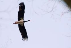 Bocian czarny (K.Szymon Żołądek).jpg