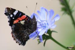 Rusałka admirał (fot. D.Celińska-Szol).jpg