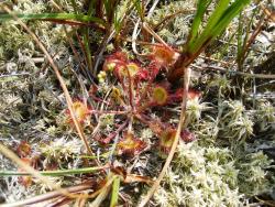 Rosiczka okrągłolistna (fot. D.Celińska-Szol).JPG