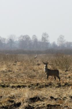 Koziołek i żurawie w tle na Bagnie Całowanie (fot. D. Celińska-Szol).JPG