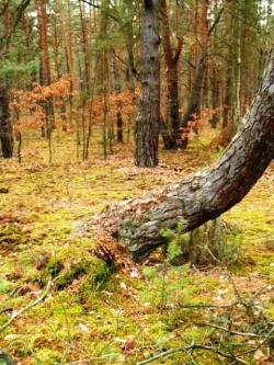 1. Celestynowska sosna (fot. M.Świć).JPG