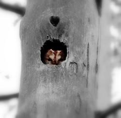 Walentynkowy puszczyk (fot. K.Szymon Żołądek).jpg