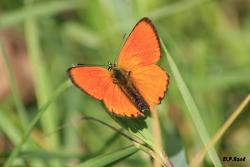 Czerwończyk dukacik (fot. D.Celińska-Szol).jpg