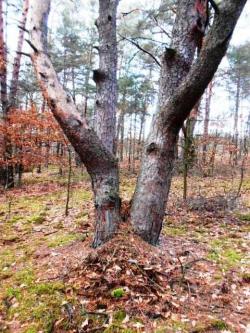 5. Celestynowska sosna (fot. M.Świć).JPG