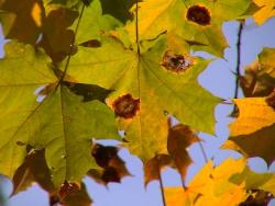 Czerniak klonu (fot.E. Dunal).JPG