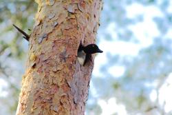 Gągoł (fot. K.Szymon Żołądek).jpg