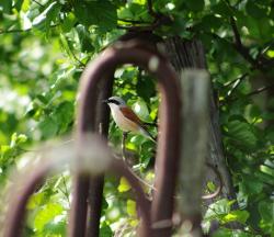 Gąsiorek samiec (fot. K.Szymon Żołądek).jpg