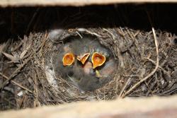 w gnieździe (fot. D.Celińska-Szol).JPG