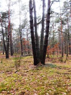 6. Celestynowska sosna (M.Świć).JPG