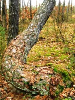 2. Celestynowska sosna (fot. M. Świć).JPG