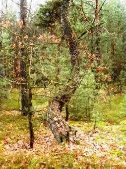 7. Celestynowska sosna (M.Świć).JPG