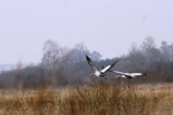 Żurawie na Bagnie Całowanie (fot. D. Celińska-Szol).JPG