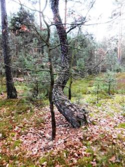 8. Celestynowska sosna (M.Świć).JPG