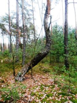 9. Celestynowska sosna (M.Świć).JPG