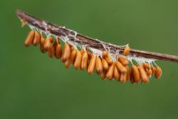 .... na igle ;) (fot. D.Celińska-Szol).JPG