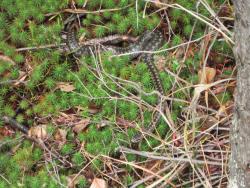 Żmija zygzakowata (fot. D.Celińska-Szol).JPG