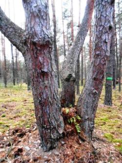 4. Celestynowska sosna (fot. M.Świć).JPG