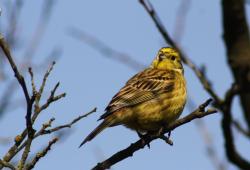 Trznadel (fot. D. Celińska-Szol).JPG