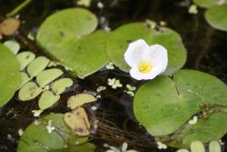 Żabiściek pływający (fot. D.Celińska- Szol).JPG