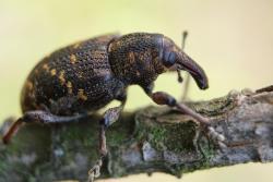 Szeliniak sosnowiec (fot. D.Celińska-Szol).JPG