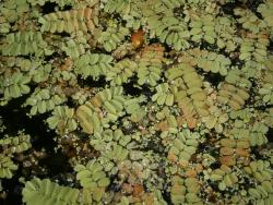 Salwinia pływająca (fot. A. Lubowicki).JPG