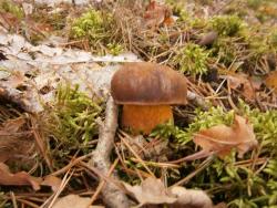 Smakowity podgrzybek (fot. A.Lubowicki).JPG