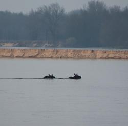 Płynące łosie (fot. K.Szymon Żołądek).jpg