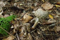 Czubajka kania (fot. M.Stępińska).jpg