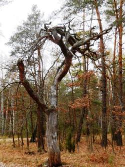 10. Celestynowska sosna (M.Świć).JPG