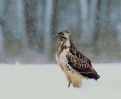 Myszołów jasny (fot. K.Szymon Żołądek).jpg