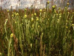Kocanki piaskowe (fot. M.Stępińska).JPG