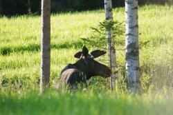 Łoś (fot. K.Szymon Żołądek).jpg