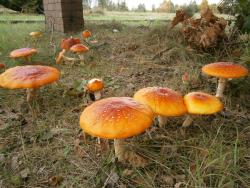 W grupie raźniej (fot. A. Lubowicki).JPG