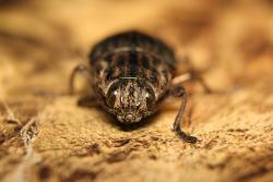 Miedziak sosnowiec (fot. D.Celińska-Szol).JPG