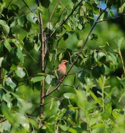 Dziwonia  (fot. K.Szymon Żołądek).jpg