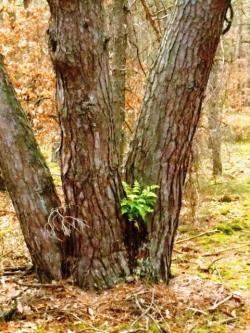 3. Celestynowska sosna (fot. M. Świć).JPG