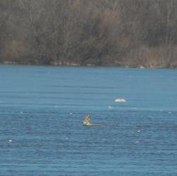 Płynąca sarna (fot.K.Szymon Żołądek).jpg