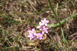 Centuria pospolita (fot. D.Celińska-Szol).JPG