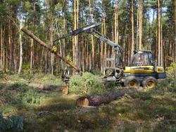Zrywka drewna fot. D. Celińska-Szol