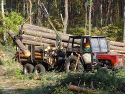 Zrywka drewna fot. D. Celińska-Szol