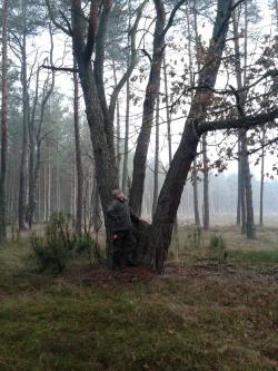 11. Celestynowskie sosny fot. M. Świć