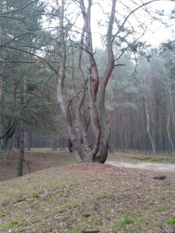 12. Celestynowskie sosny fot. M. Świć