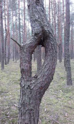 13. Celestynowskie sosny fot. M. Świć