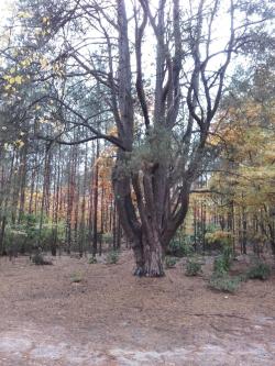 14. Pomnik przyrody Sosna Bożenna fot. M. Świć