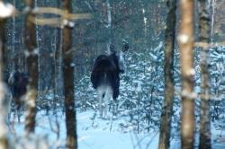 Alces alces (fot. Ł.Adamski)