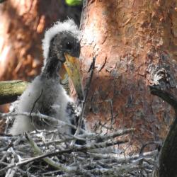 Bocian czarny fot. G. Wójcik