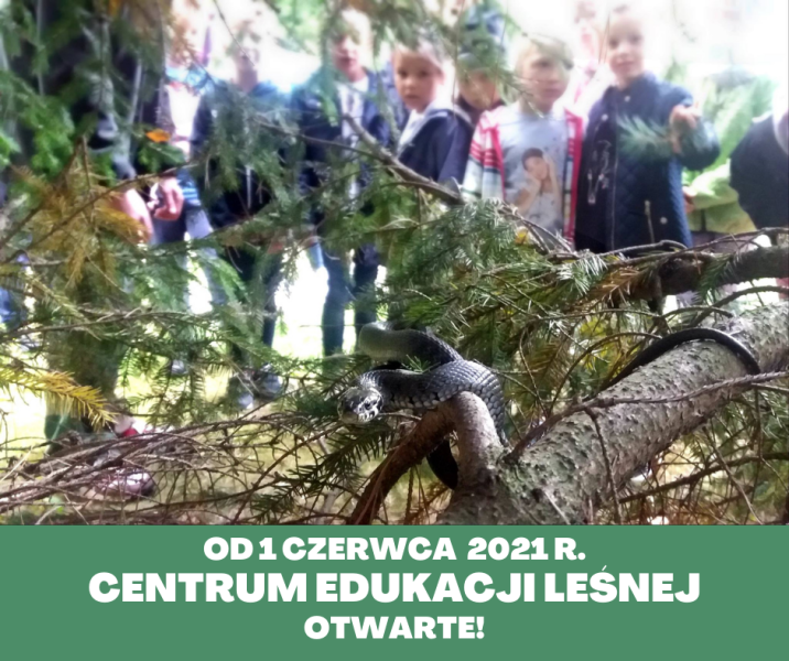 Zaskroniec na gałęzi świerkowej, w tle patrzące dzieci