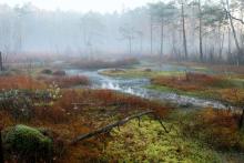 2 lutego obchodzimy World Wetland Day, czyli Światowy Dzień Mokradeł