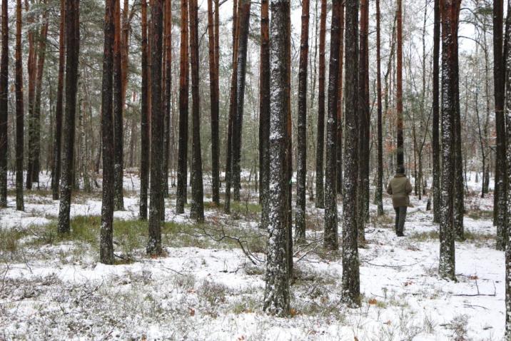 Sosnowy las zimą. fot. R. Brytan