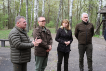 Chojnowscy leśnicy alarmują: sosny masowo zamierają